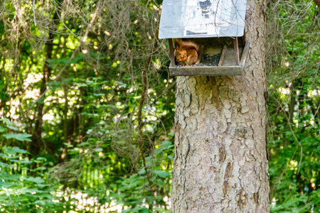 Squirrel eating food from feeder on a treeの写真素材