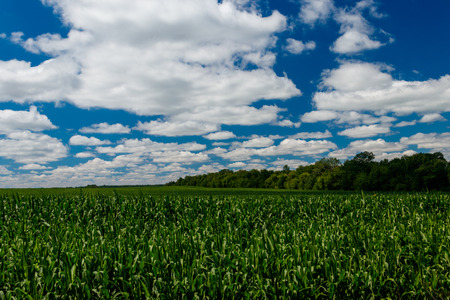 Field of young green corn. Summer landscape with green field and blue skyの写真素材