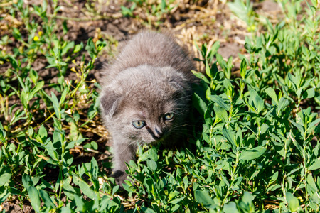 Gray Scottish Fold kitten on green grassの写真素材