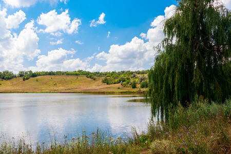 Weeping willow tree or Babylon willow (Salix Babylonica) on a lakeshoreの写真素材