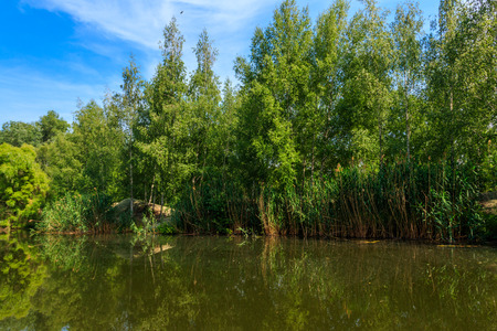 Small calm lake in green birch forest at summerの写真素材