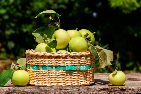 Fresh ripe apples in basket on the rustic wooden table outdoor. Harvesting conceptの写真素材