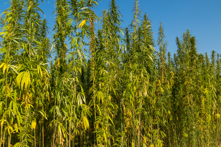 Field of green cannabis (marijuana) plantsの写真素材