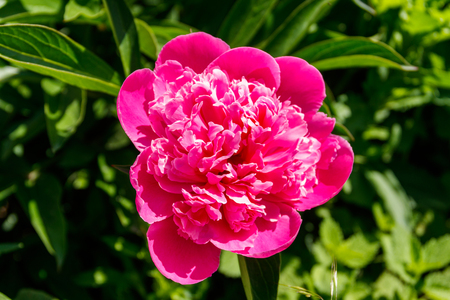 Pink peony in the gardenの写真素材
