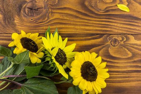 Decorative sunflowers on the wooden background. Top view, copy spaceの写真素材