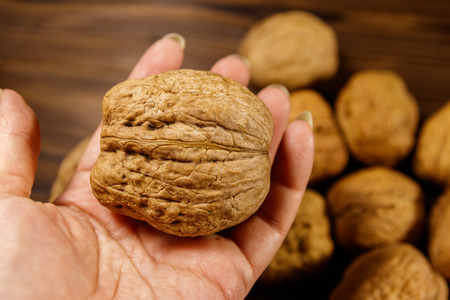 Giant walnut in female handの写真素材