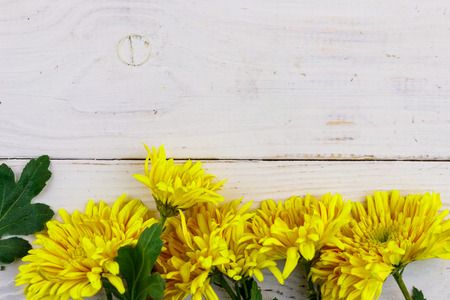 Yellow chrysanthemums on white wooden background. Top view, copy spaceの写真素材