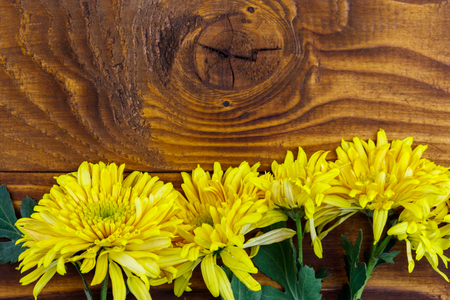 Yellow chrysanthemums on wooden background. Top view, copy spaceの写真素材
