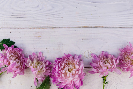 Beautiful chrysanthemums on white wooden background. Top view, copy spaceの写真素材