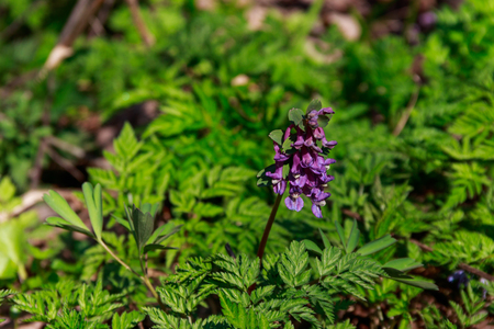 Purple corydalis flowers in forest at springの写真素材