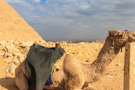 Ð¡lose-up of camel on the Giza pyramid backgroundの写真素材