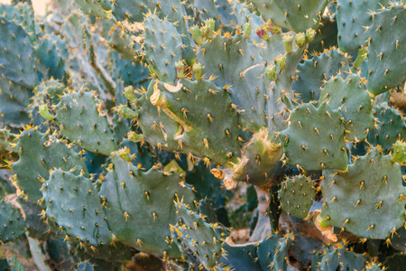Prickly pear cactus (Opuntia) in the gardenの写真素材