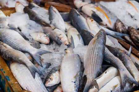 Fresh raw fish in fish marketの写真素材