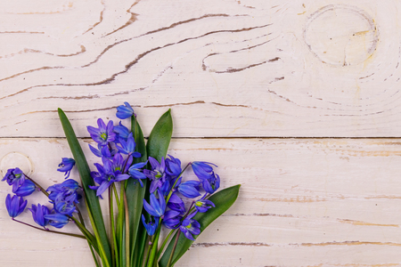 Blue scilla flowers on white wooden background. First spring flowers. Greeting card for Valentine's Day, Woman's Day and Mother's Day. Top view, copy spaceの写真素材