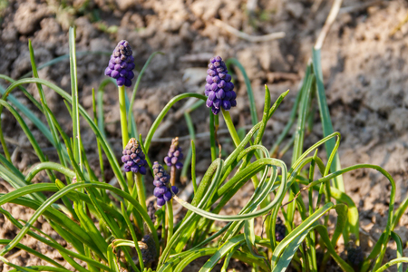 Blue grape hyacinth (Muscari) flower in gardenの写真素材