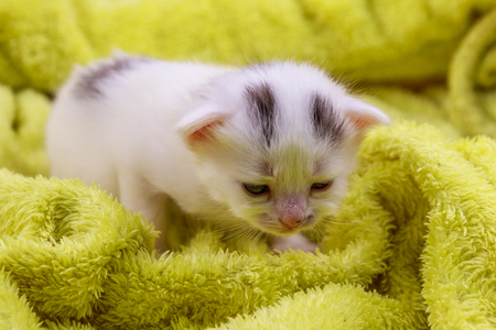 Small kitten in a yellow terry blanketの写真素材