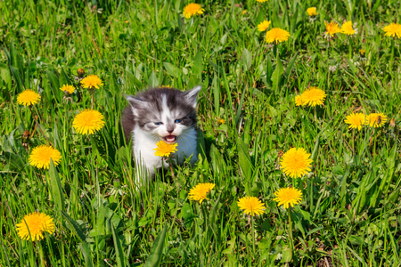 Small kitten in yellow dandelion flowers. Young cat on green meadowの写真素材