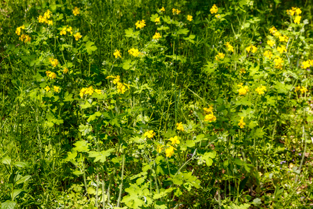 Flowers of yellow celandine in forest. Chelidonium majus, (commonly known as greater celandine, nipplewort, swallowwort, or tetterwort)の写真素材