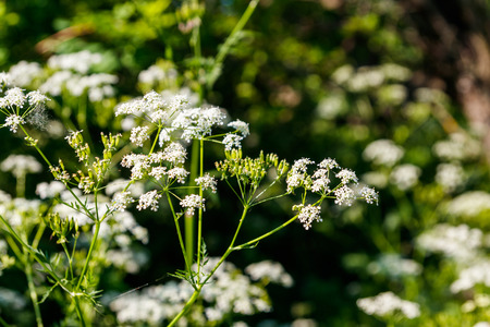 Water hemlock (Conium maculatum) flowersの写真素材