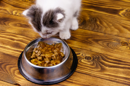 Small kitten eating his food from metal bowl on wooden floorの写真素材