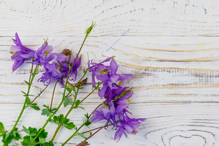 Blue columbine flowers on a white wooden background. Top view, copy spaceの写真素材