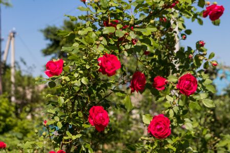 Beautiful bush of red rose in a gardenの写真素材