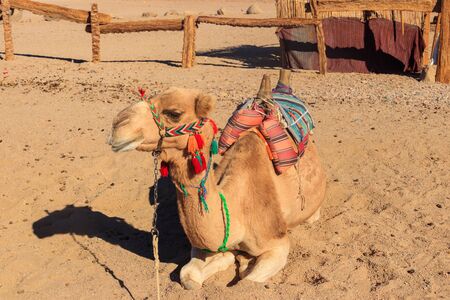 Camel with traditional bedouin saddle in Arabian desert, Egyptの写真素材