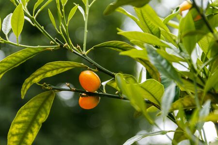 Ripe fruits and foliage of oval kumquat or Nagami kumquat (Citrus margarita or Fortunella margarita)