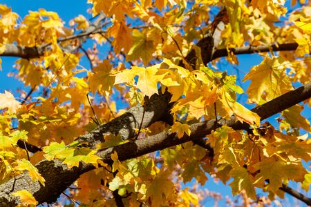Yellow autumn leaves of maple tree close-up