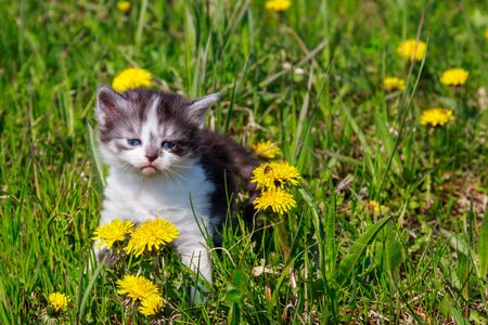 Small kitten in yellow dandelion flowers. Young cat on green meadowの写真素材