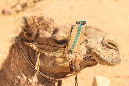 Camel in the desert. Close-upの写真素材