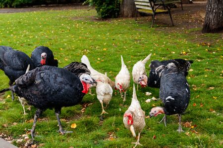 Turkeys and hens on the poultry yard in the farmの写真素材