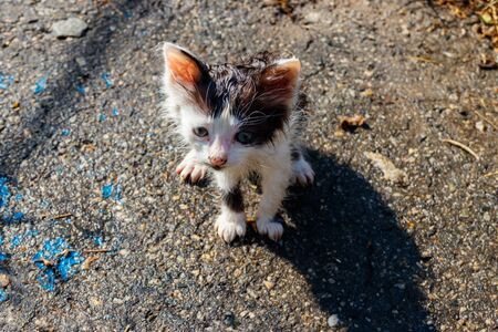 Wet stray sad kitten on a street after a rain. Concept of protecting homeless animalsの写真素材