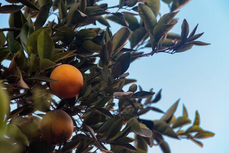 Beautiful citrus tree with ripe fruits close-upの写真素材