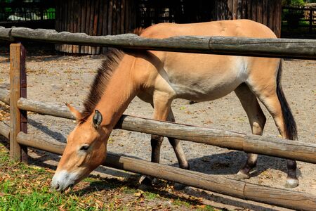 Przewalski wild horse in a paddock. Przewalski's horse (Equus przewalskii or Equus ferus przewalskii) also called the Mongolian wild horse, is a rare and endangered horseの写真素材