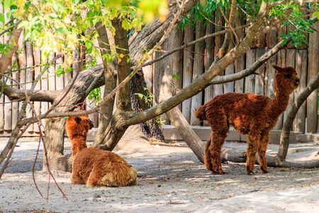 Brown alpacas (Vicugna pacos) on farmyard
