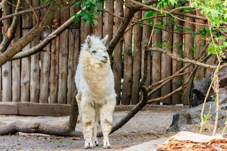 White alpaca (Vicugna pacos) on farmyardの写真素材