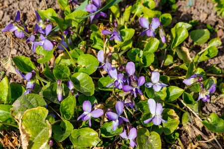 Wild violets (Viola odorata, Sweet Violet, English Violet, Common Violet or Garden Violet) on a...