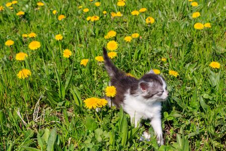 Small kitten in yellow dandelion flowers. Young cat on green meadowの写真素材