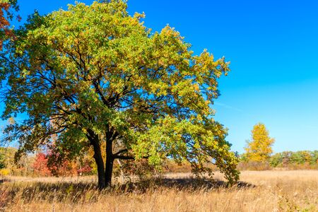 Oak tree on a meadow at autumnの写真素材