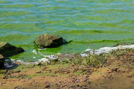 Blooming green water. Green algae polluted river