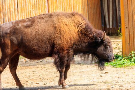 European bison (Bison bonasus), also known as wisent, auroch in a paddock at farmyardの写真素材