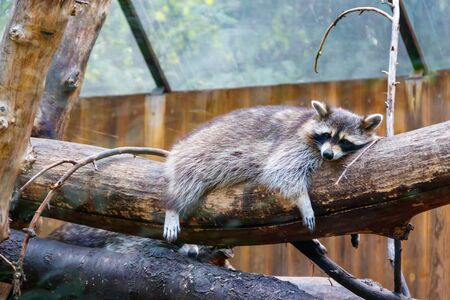 Raccoon (Procyon lotor), also known as the common raccoon, North American raccoon, northern raccoon, or coon, is a medium-sized mammal native to North Americaの写真素材