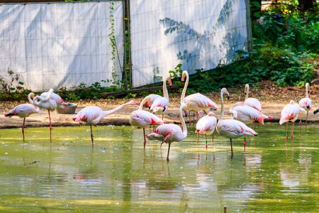 Greater flamingo (Phoenicopterus roseus) is the most widespread species of the flamingo familyの写真素材
