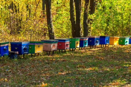 Old colorful wooden beehives in forest glade at autumn