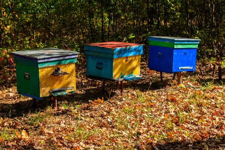 Old colorful wooden beehives in forest glade at autumnの写真素材