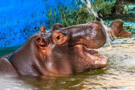 Common hippopotamus (Hippopotamus amphibius) or hippo in water
