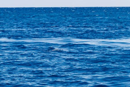 Dolphins swimming in Red seaの写真素材