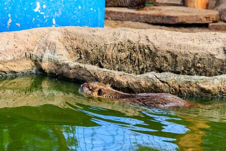 Coypu (Myocastor coypus) or nutriaの写真素材