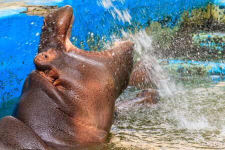 Common hippopotamus (Hippopotamus amphibius) or hippo in water